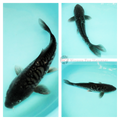 black dostiu scale patterned arago koi fish for sale 