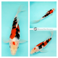very nice patterning and colouring koi for sale 