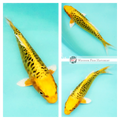 high contrasting gold & black koi for sale 