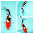longfin koi fish to see swimming in your pond buy online