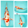 larger metallic koi fish for sale online