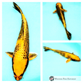 metallic koi fish to see develop in your pond