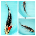 butterfly koi fish for sale online