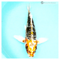 healthy koi couriered to your door 