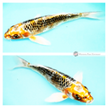 butterfly koi to see in your pond