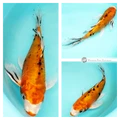 metallic butterfly koi for sale online 