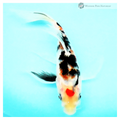 Young koi fish for sale online