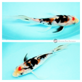 tri butterfly koi to see develop in your pond