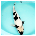 high quality utsuri for sale 