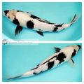 larger koi fish online
