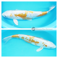 buy koi fish online