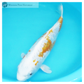metallic koi to shine in your pond