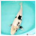 koi for sale from the breeder