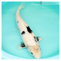 female koi to bred in your pond