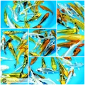 all metallic koi fish for sale online