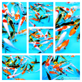 healthy butterfly koi to see develop in your pond