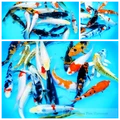 mixed varieties of koi to see in your pond
