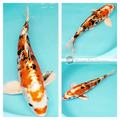 metallic koi for sale online