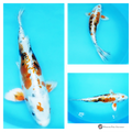 buy metallic koi fish 