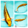golden koi with black patterning for sale online