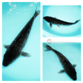 black patterned koi for sale online 