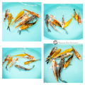 koi fish to see grow in your pond