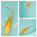 longfin koi fish for sale online