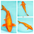 buy beautiful koi fish to see in your pond