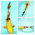 buy butterfly koi to stand out in your pond