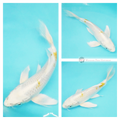 buy butterfly koi fish online