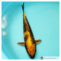 kin ki utsuri koi variety