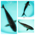  pond fish australia