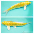 large scale koi variety online