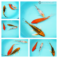 buy butterfly koi online