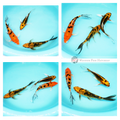 buy butterfly koi online 