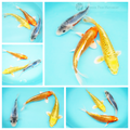 3 healthy koi for sale