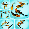 butterfly koi to see grow and thrive in your pond