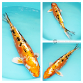 koi fish for sale online