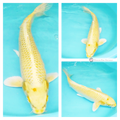 bright koi fish for sale online 