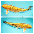 koi fish australia