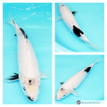 Shiro utsuri koi fish to mature in your pond