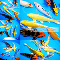 quality koi fish online 