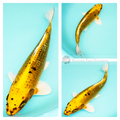 buy fish from an australian koi breeder