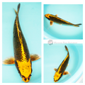 koi fish for sale