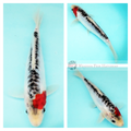 blue and red koi for sale australia