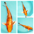 deeply coloured yamatoniski koi for sale online