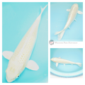 buy koi fish online