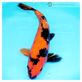 large-scale patterned koi fish online