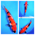 female koi for sale