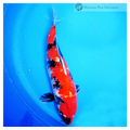 beautifully patterned koi for sale 